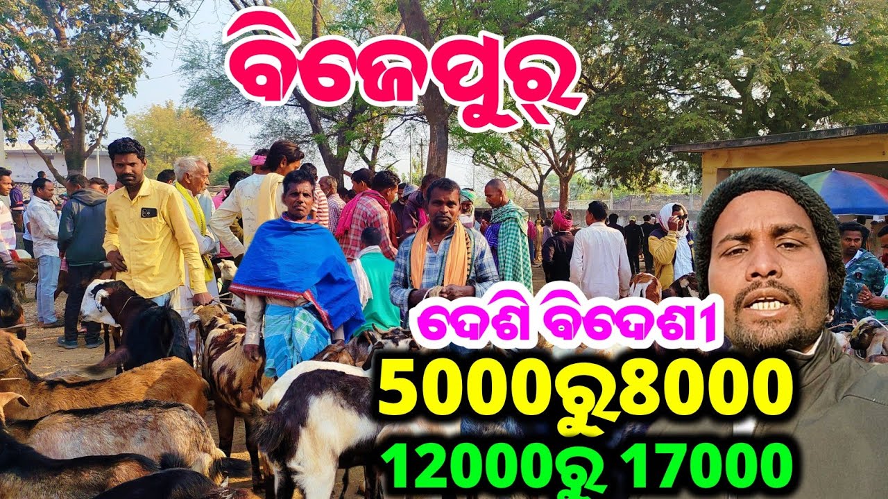 ଛେଳି ଓ ହଲ୍ ବଜାର୍  || ବିଜେପୁର୍ ବଜାର୍  || ବିହା ସିଜନ୍ ଲାଗି ରେଟ୍ ଜନୀମା || ଖରୀଆର ବିଜେପୁର୍ @Bazarvloger🐐🐐