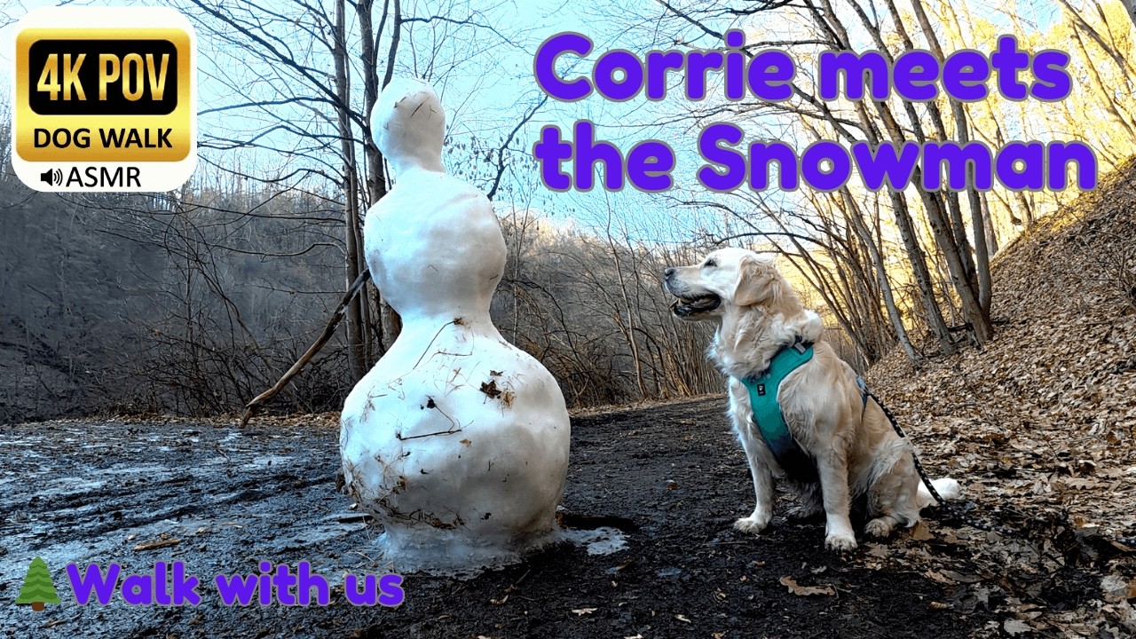 Day 19: Golden Retriever Corrie Meets the Last Snowman ⛄ | 4K POV Dog Walk ASMR (No Talking)