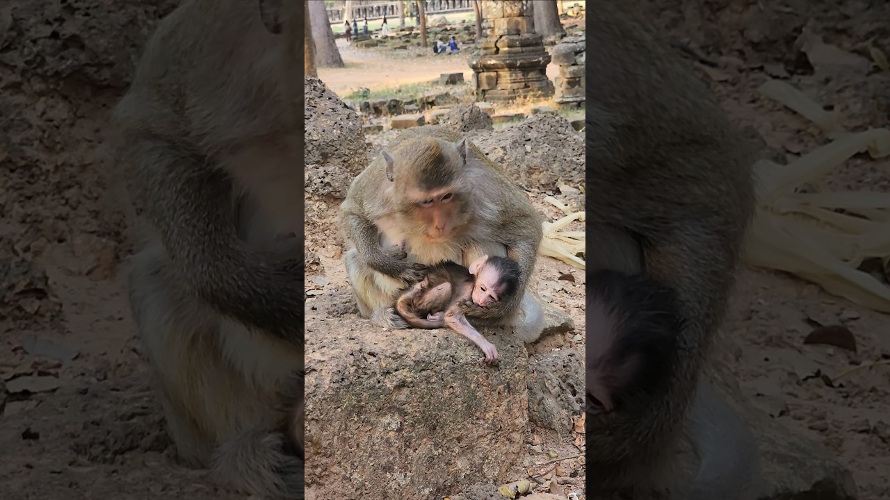 new born baby monkey  relaxing on mommy palm #shortvideo #shorts #viral #animal