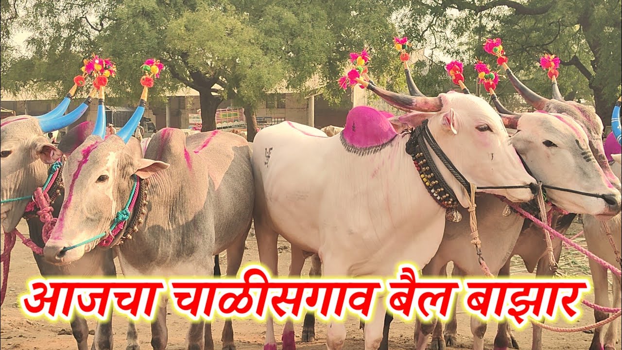  चाळीगाव बाझार | अनवर शेठचा तुफानी सौदा | Chalisgaon Bail Bazar | Bull Market India | चाळीसगाव बाझार