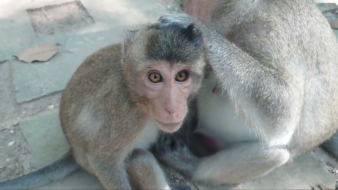 adorable monkey for step move possible