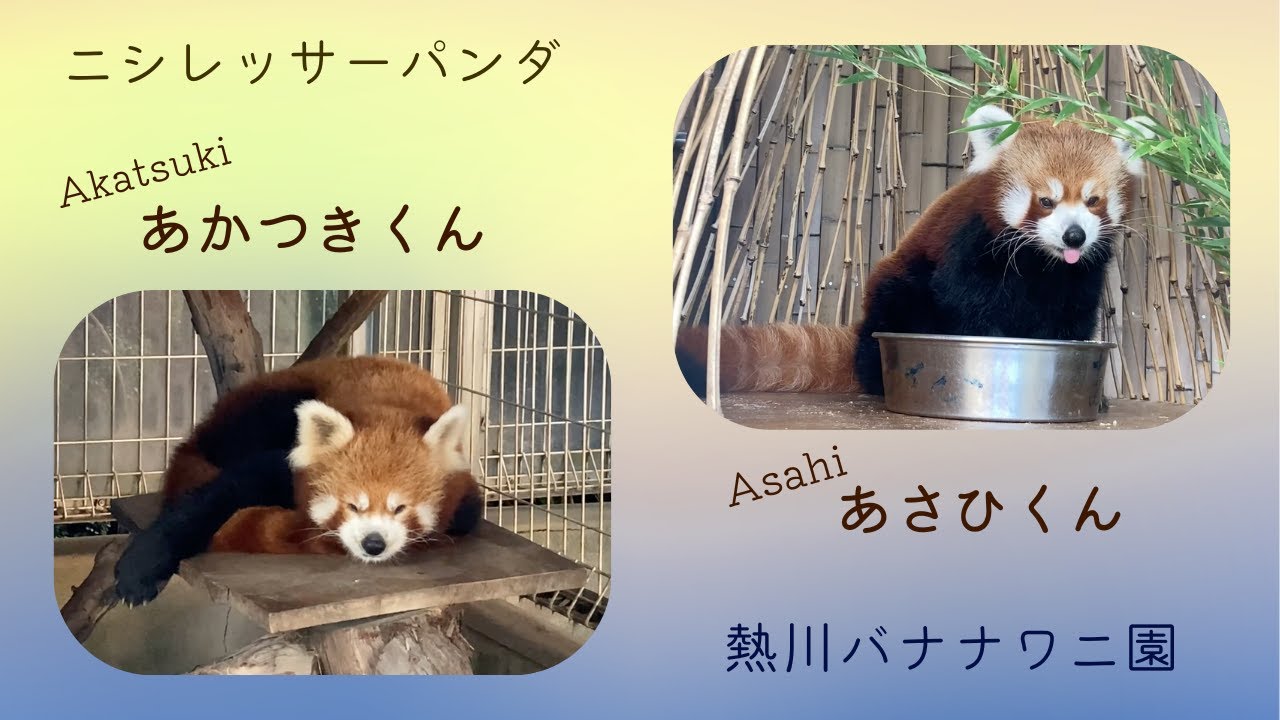愛嬌たっぷりクールなお目目👀あかつきくん　かわいいイケパン✨あさひくん　[熱川バナナワニ園]   レッサーパンダ
