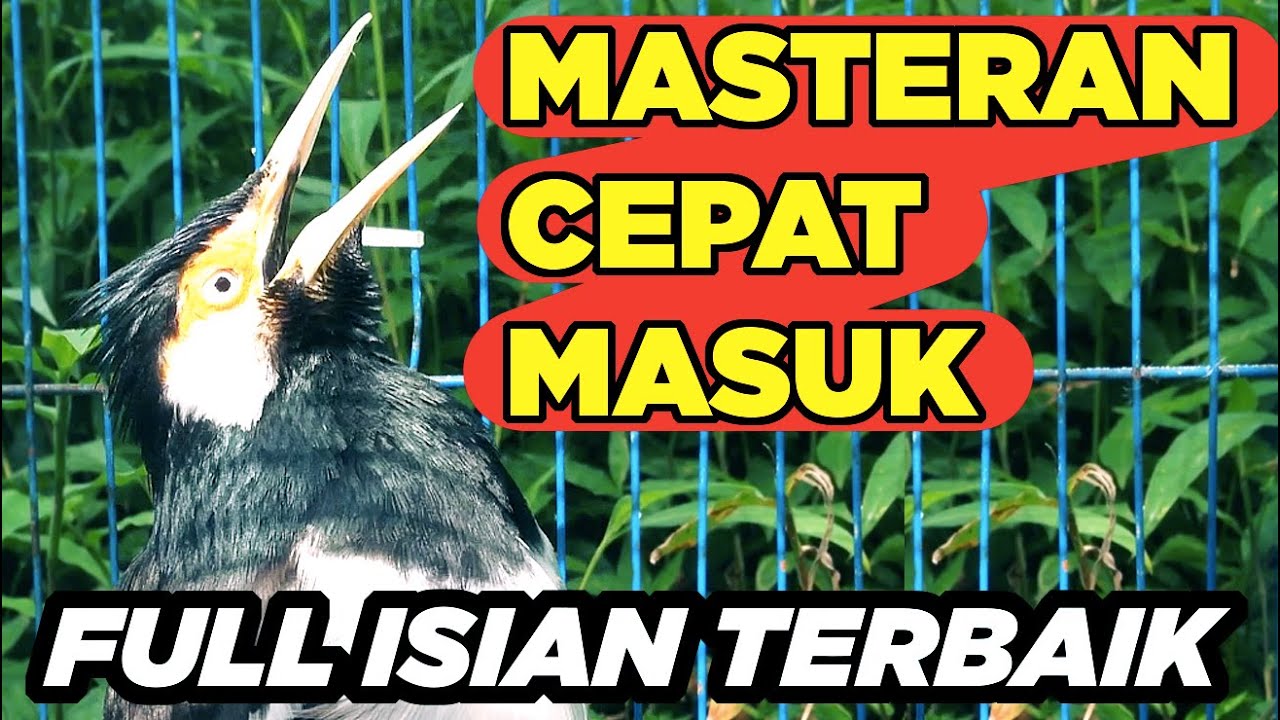 Terapi Jalak Suren Jantan Memanggil Betina Gacor Full Isian Tembakan Mewah