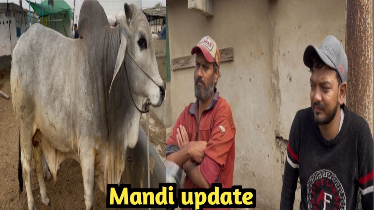Mandi update bhens colony |karachi|