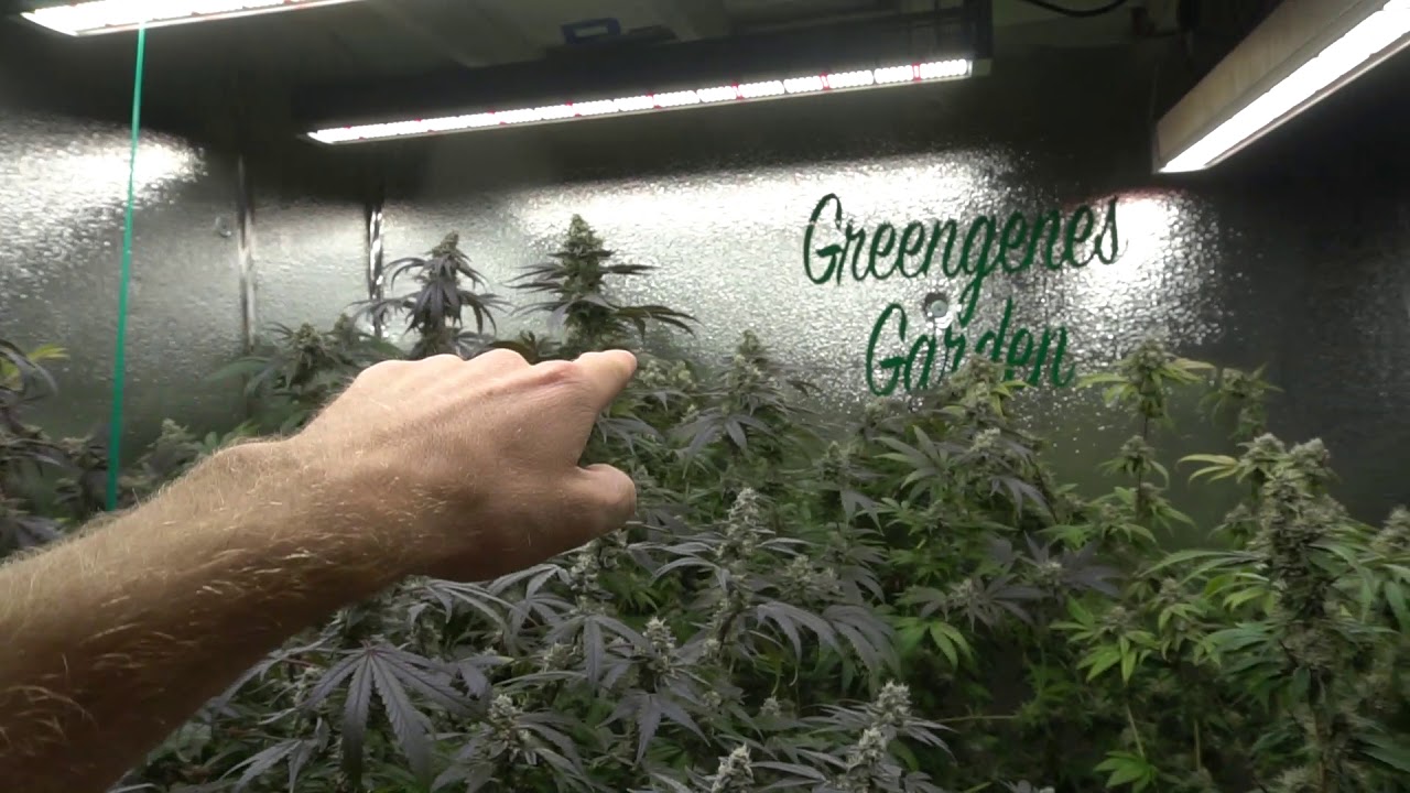 Indoor LED Personal Cannabis Grow | Week 8