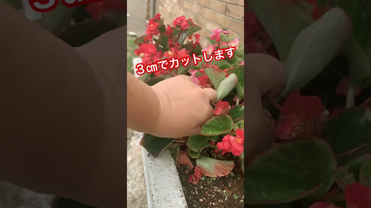 #ベゴニアセンパフローレンス の切り戻し