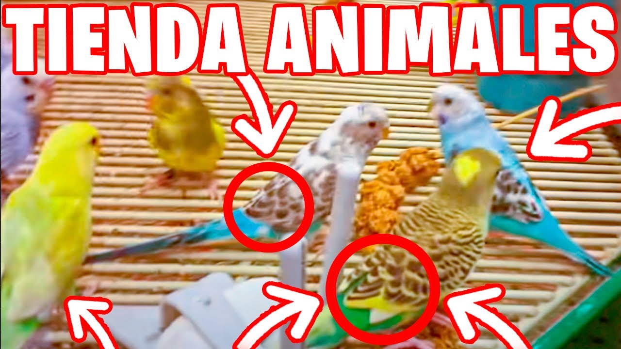TIENDA VENDIENDO PERIQUITOS CON LAS ALAS CORTADAS