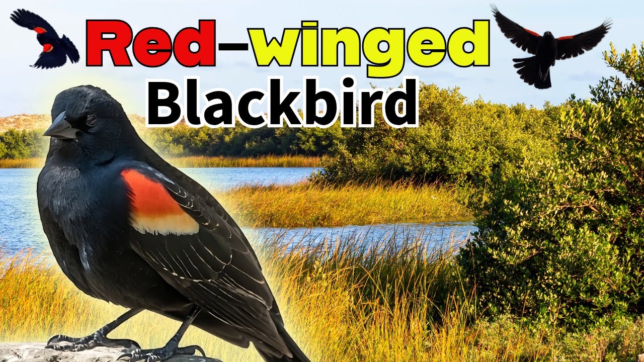 EVERYTHING you DIDN'T know about the Red-winged Blackbird