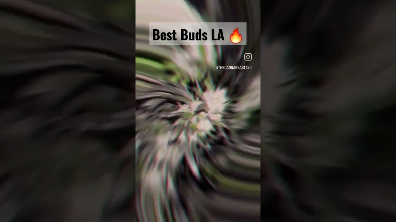 Super Dank Cannabis by Best Buds LA #shorts #cannabiscultivation
