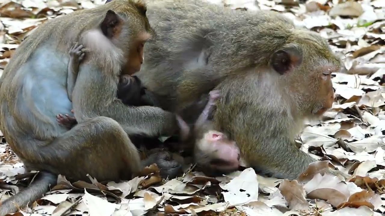 Brianna monkey , She helping for family health care adorable,