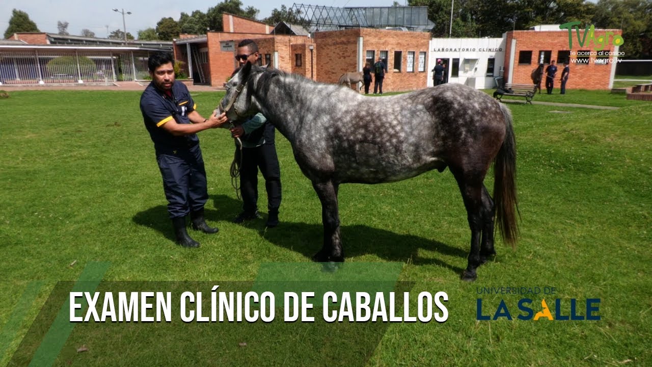 Examen clínico de caballos - TvAgro por Juan Gonzalo Angel Restrepo