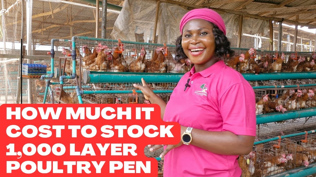 What's the REAL COST of Stocking a 1,000 Layer Poultry Pen TODAY?