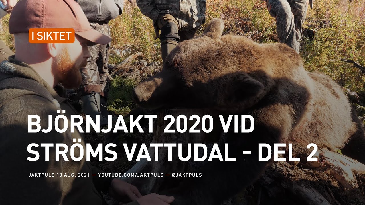 Bj&ouml;rnjakt 2020 vid str&ouml;ms vattudal - Del2