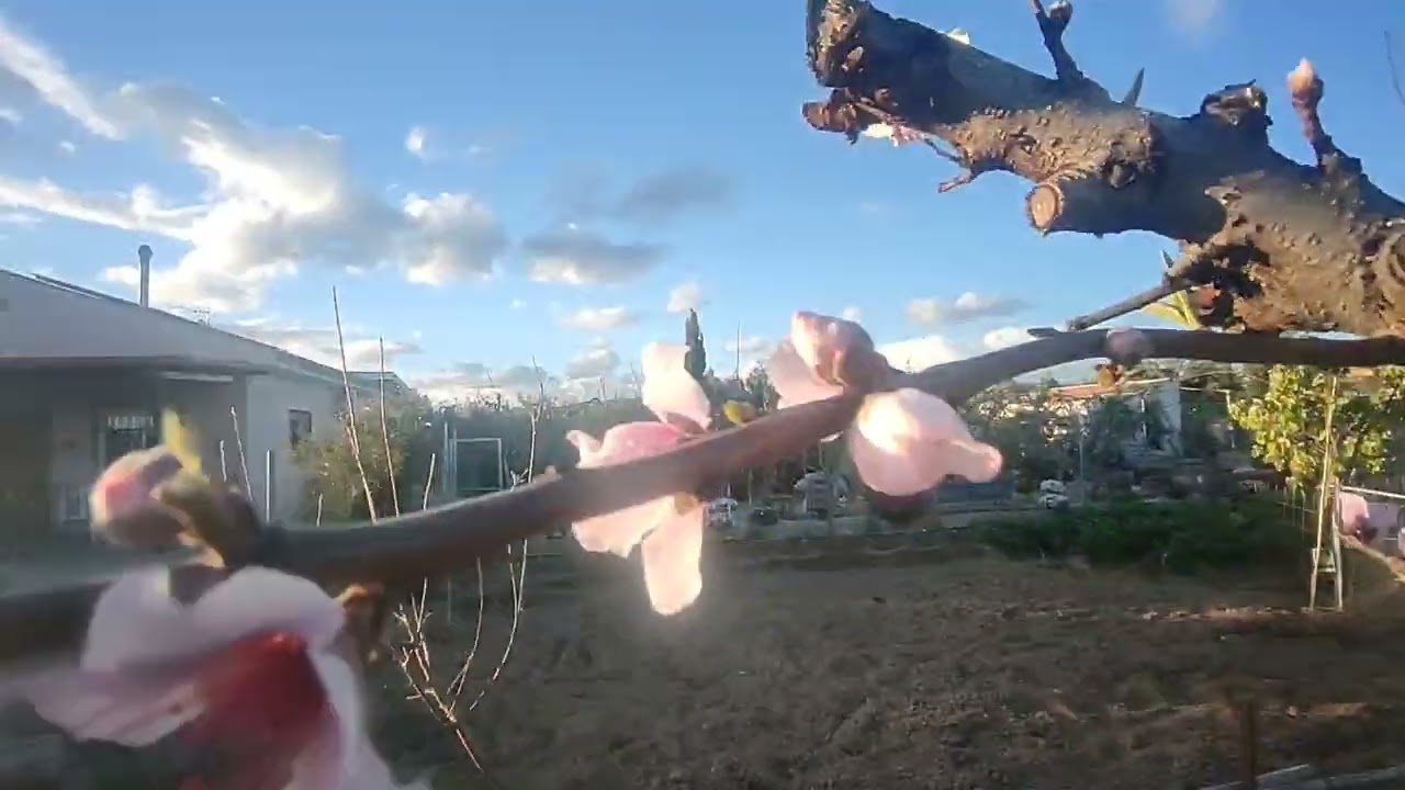 Poda de melocot&oacute;n en Floraci&oacute;n variedad antigua ( Maruja)