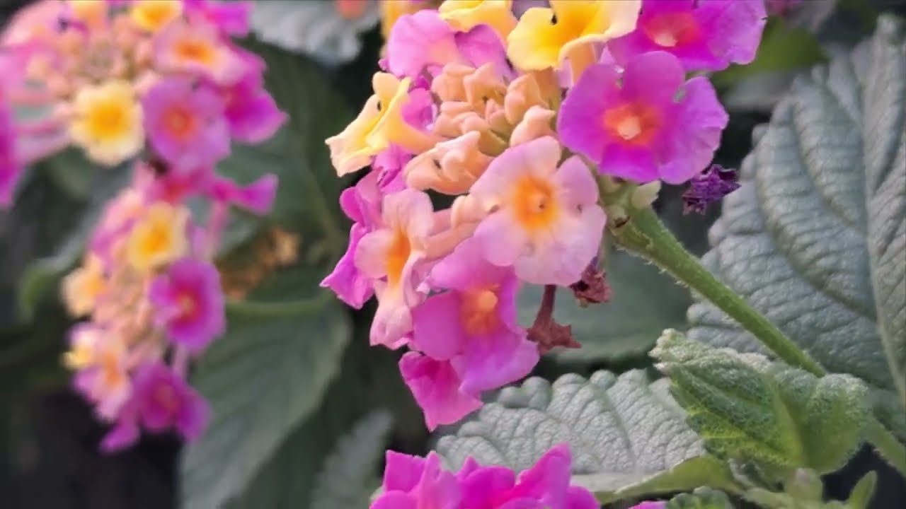 A walk in Al Shaheed Park with flora