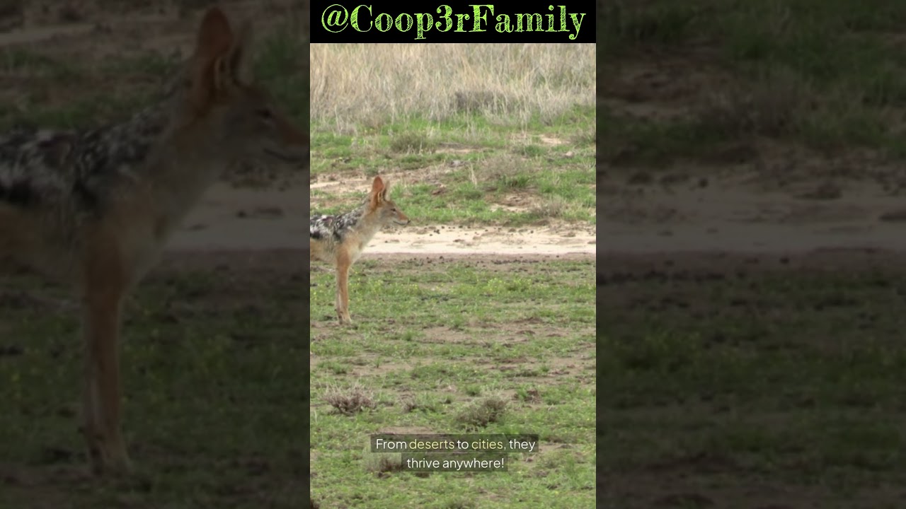 3 Facts About Coyotes 