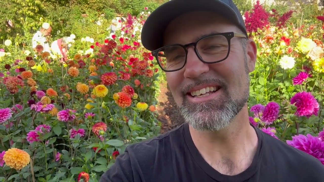 A walk in the dahlias : Direct from Chartres 2025