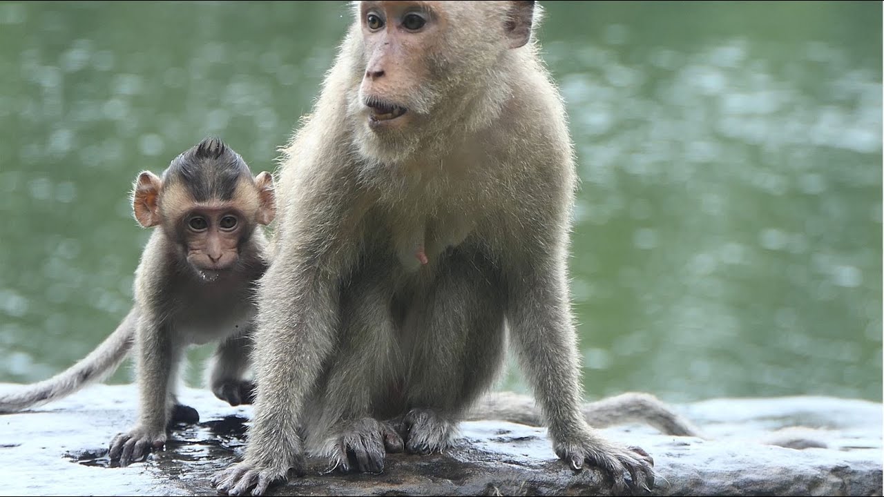 Mom Marri Boring Baby Misty Make Annoy Close Up More Than Walk For Freedom Life With confident.