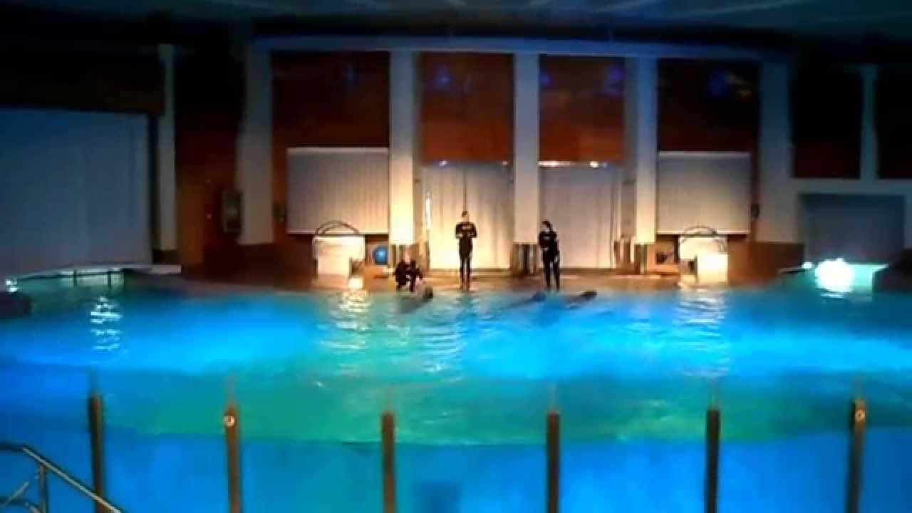 Särkänniemen delfinaario Tampere 9 8 2014