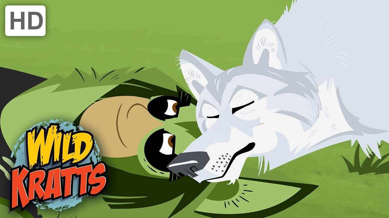Wild Kratts | Quillber's Birthday Present | Full Episode | Season 1