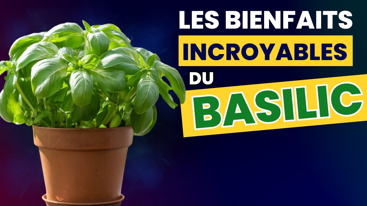 Les bienfaits du Basilic la nuit : Bienfaits et Secrets pour une Sant&eacute; Renforc&eacute;e