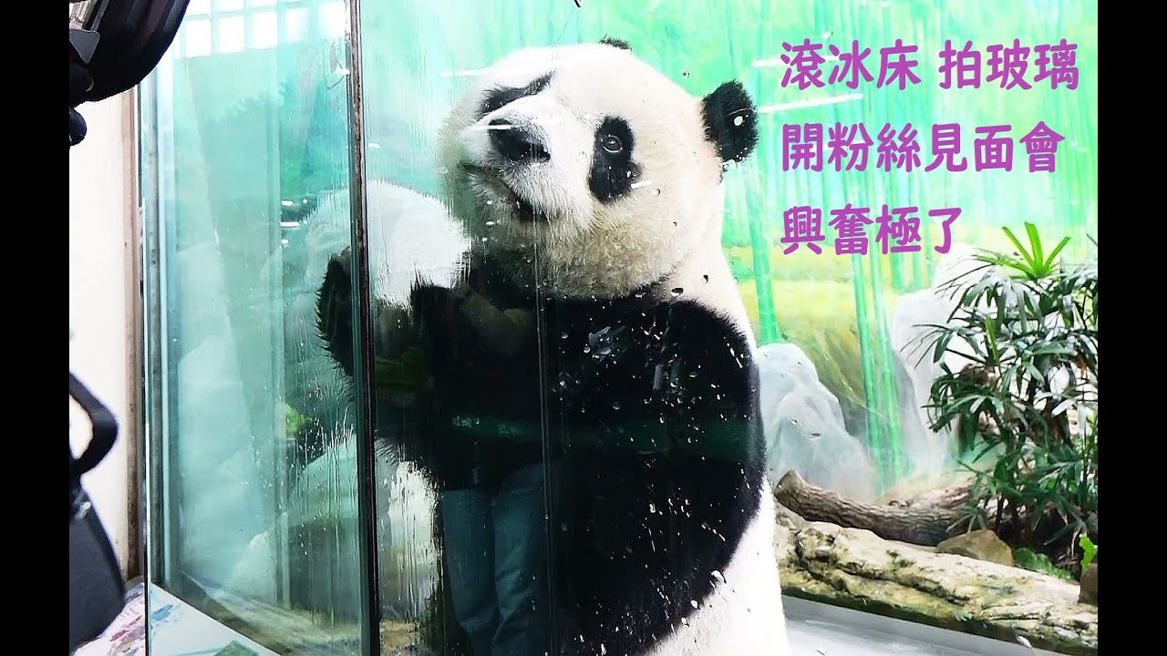 圓仔爬完樹後回家滾冰床開粉絲見面會大家都興奮極了20250302