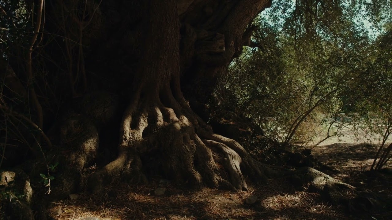 2023 Tree of the Year Italy &ndash; The 1000 Years Old Olive Tree of Luras