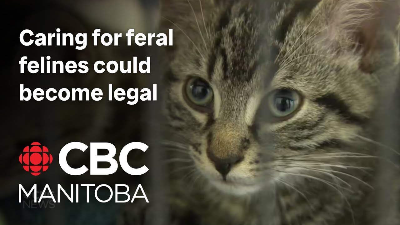 Caring for feral felines could become legal in Winnipeg if city adopts recommended bylaw changes