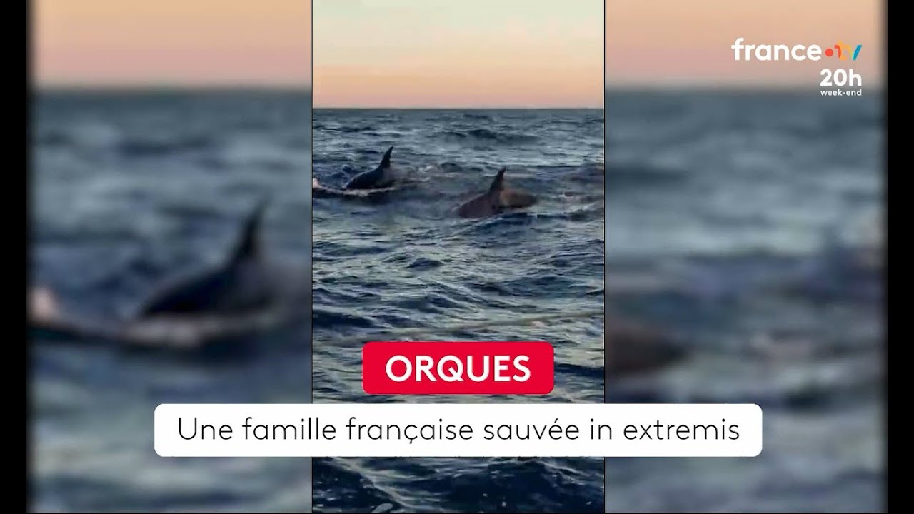 🇵🇹 🐋Des orques coulent le bateau d'une famille française au large du Portugal - 24/10/2025