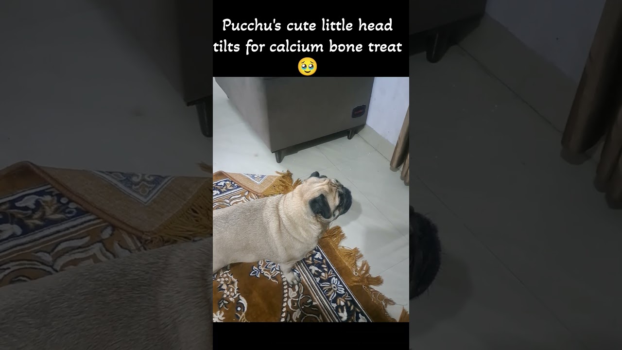 Pucchu's cute little head tilts || 