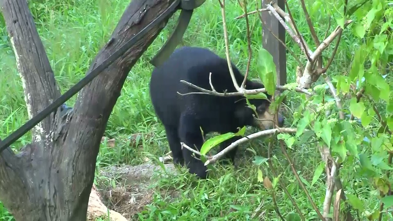 Kepoin Cara Memberi Makan Beruang Madu! Unik Banget! | SI OTAN (20/05/21)