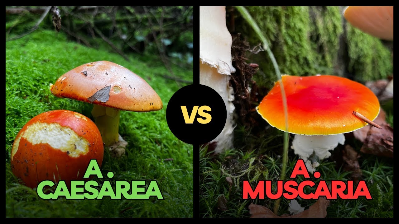 AMANITA CAESAREA vs MUSCARIA  - Come distinguerli | CONOSCERE I FUNGHI