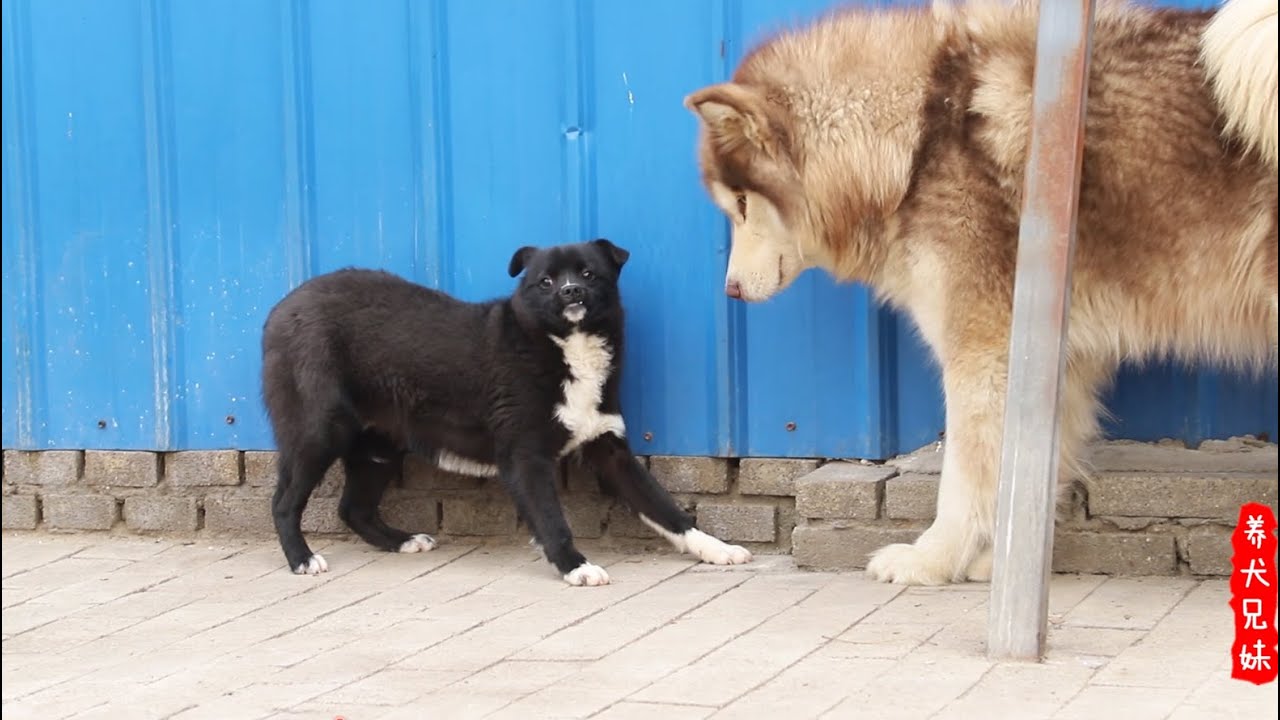 当流浪狗六小福遇到阿拉斯加，巨大的体型瞬间把它们吓傻了\Our rescued dogs were scared by the huge- size of Alaska Malmute .