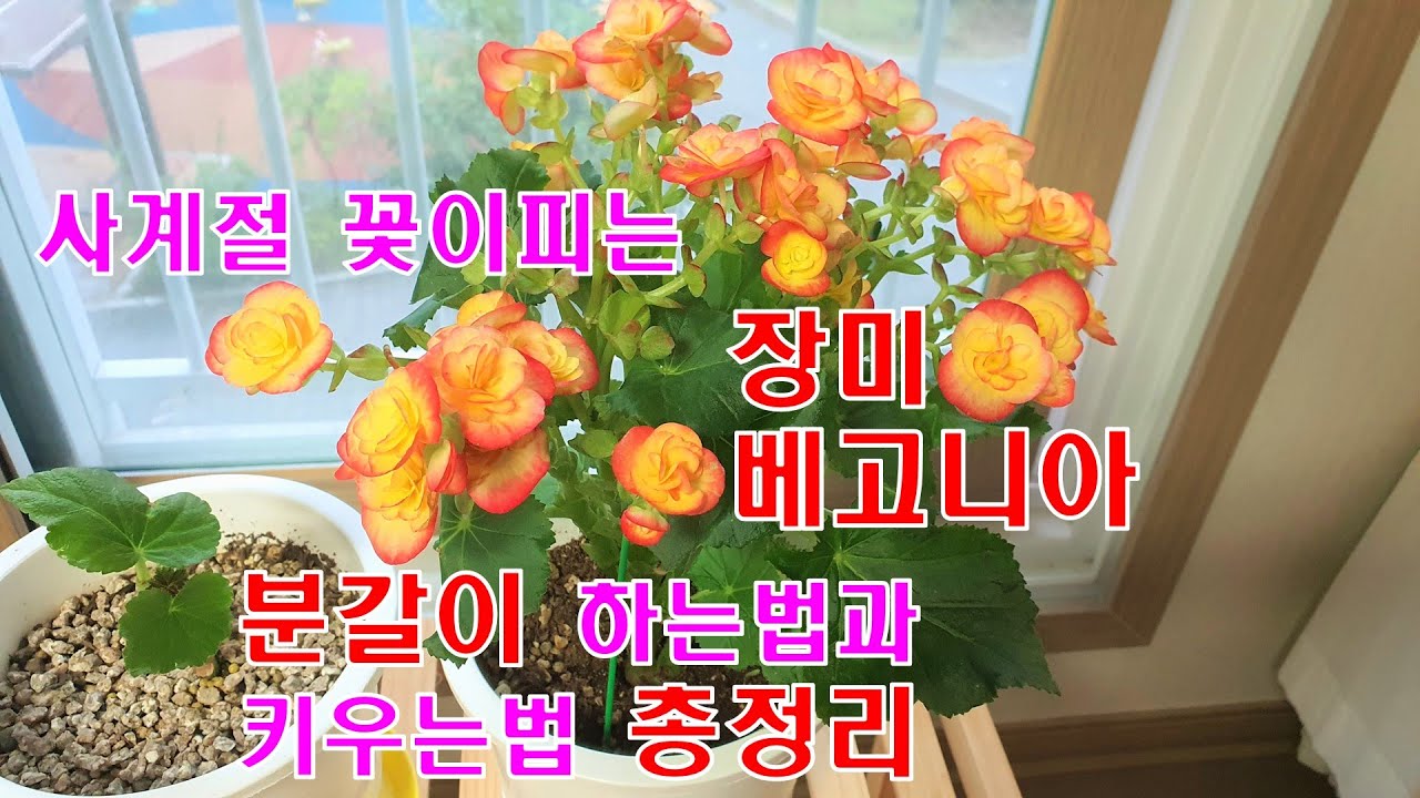 🌷장미베고니아 1년 내내 꽃 피우는 법 : 분갈이와 키우는 법 총정리, 물주는 법, 영양제 주는 법(Elatior Begonia)