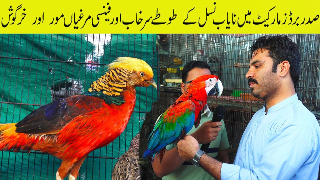 Saddar Bird Market | Exotic and Unique Parrot Fancy Hen Rooster, Pigeon, Duck,  Rabbit, Surkhab Bird