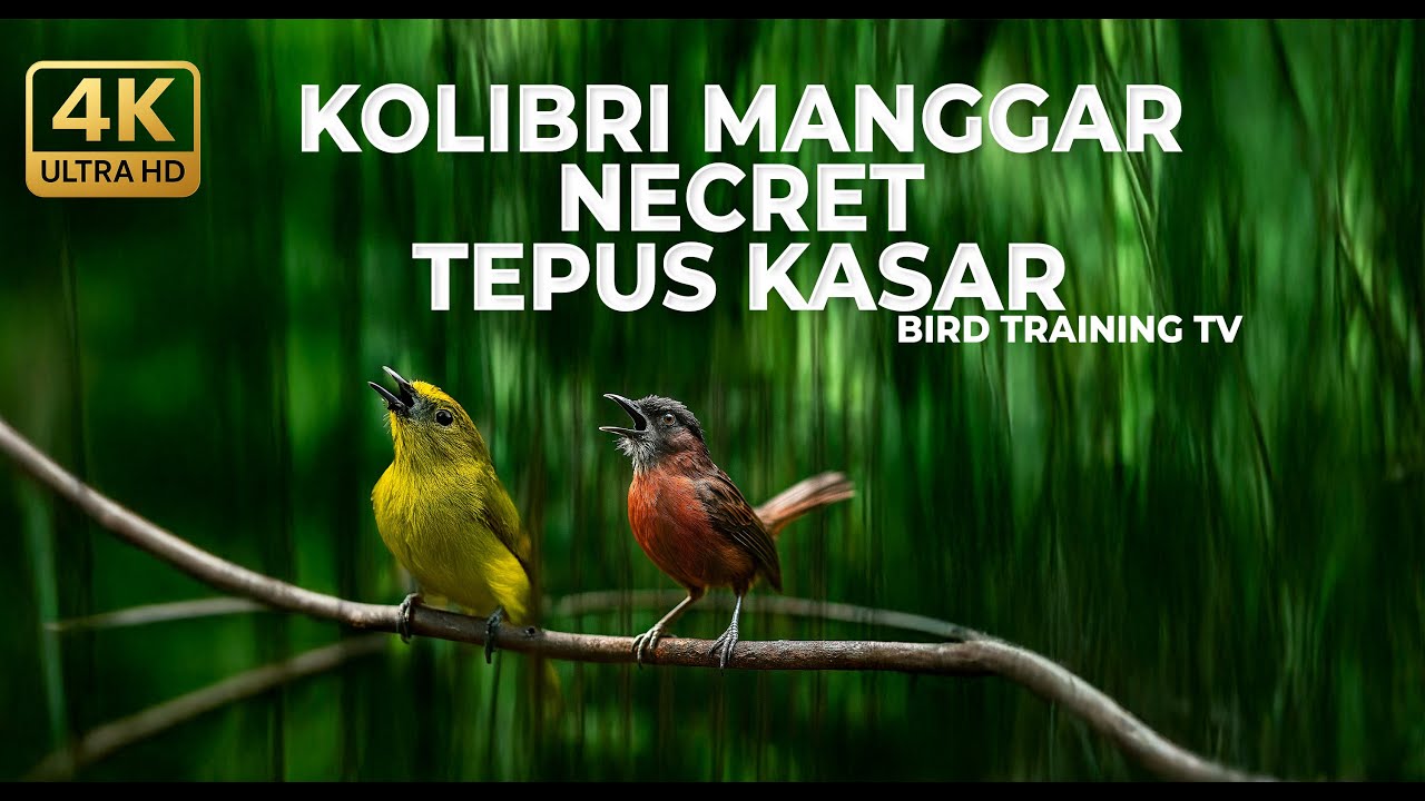 🔴 Live Masteran Kolibri Manggar Betina Gacor Necret Panjang vs Tepus Kepala Abu Abu Gacor Kasar