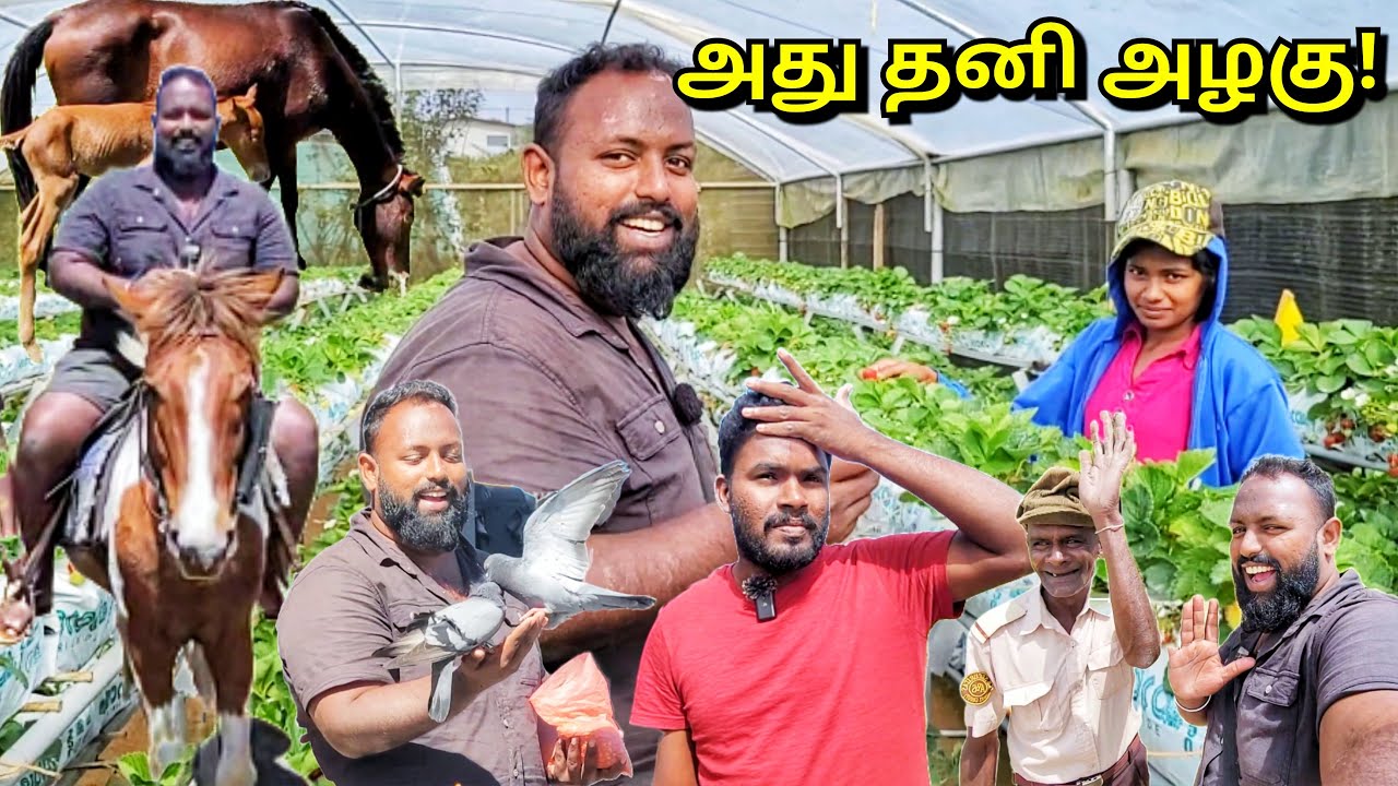 நுவரெலியாவில் கிடைத்த பொக்கிஷம்!🤩 Nuwaraliya Tourists Places | Tamil Vlogs | Alasteen Rock