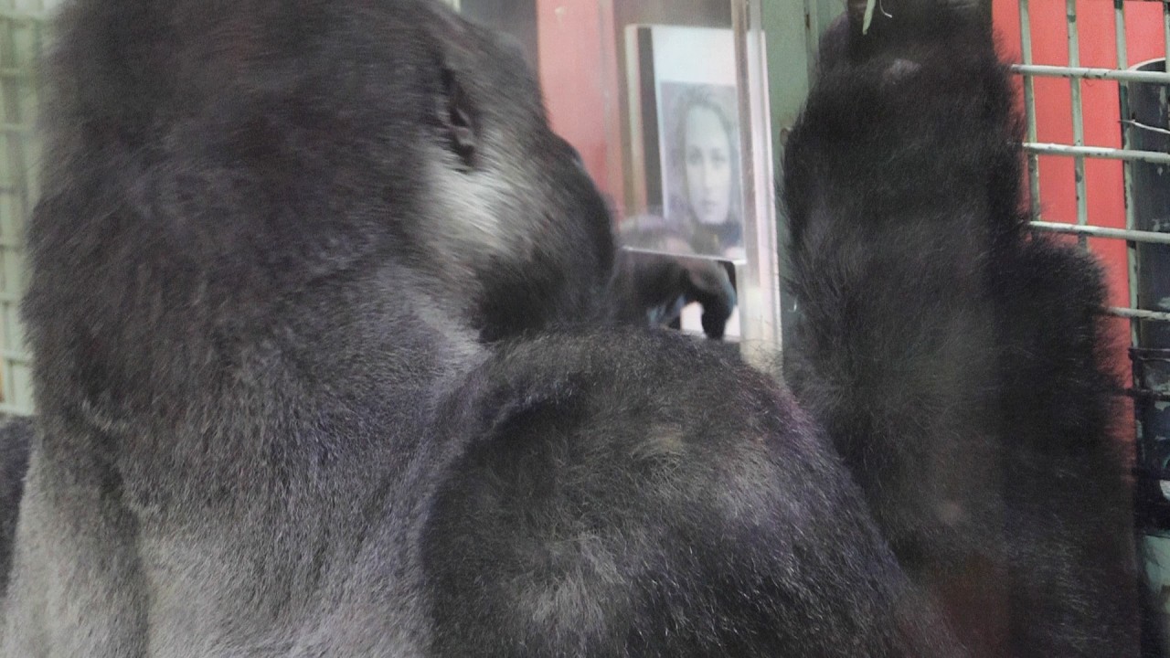 モモタロウの選択 母子のそばへ｜京都市動物園｜撮影日2026.2.17｜【きょうのゴリラ】