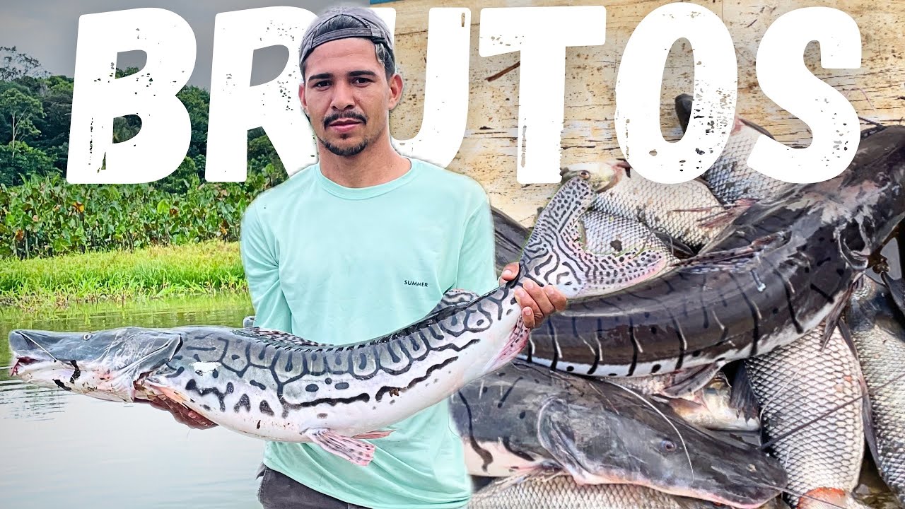 🏕 PESCARIA DE CAPARARI, SURUBIM E CURIMATÃ NO LAGO DOS PIRARUCUS