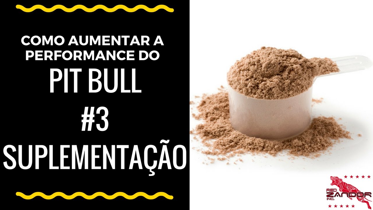 Como aumentar a performance do Pit Bull - #3 Suplementação