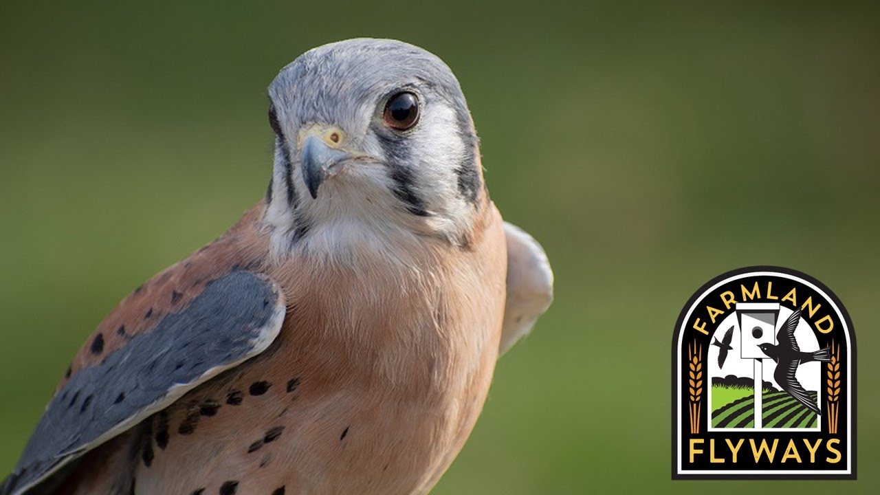 Lesson 5 - Managing and Co-Existing with Birds
