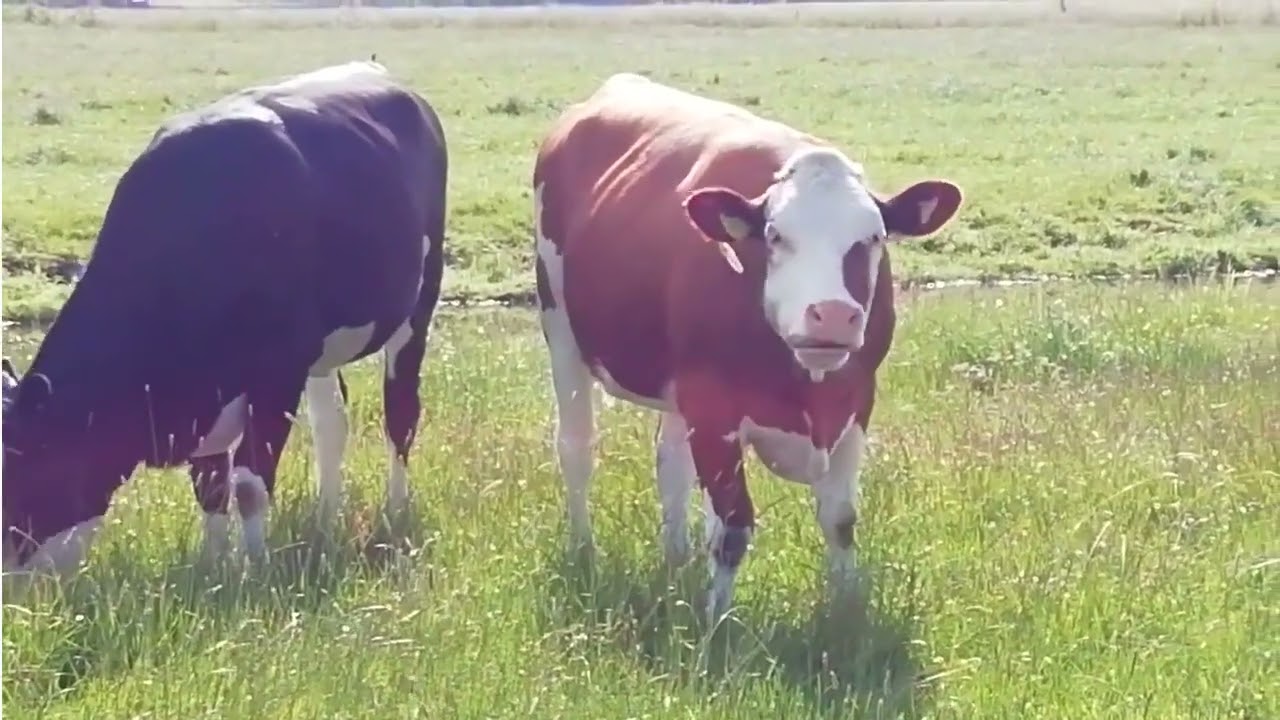Amazing grazing   grazende koeien juni 2022