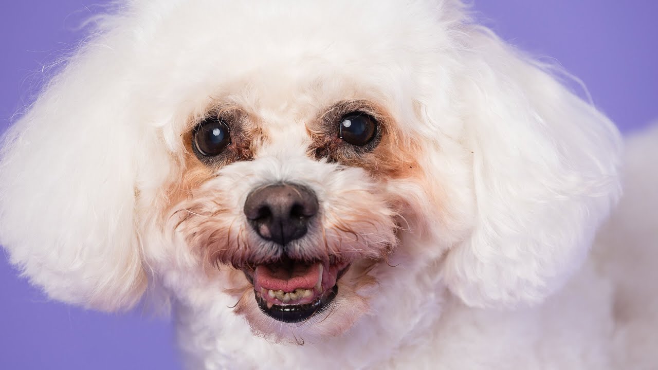 Bailey