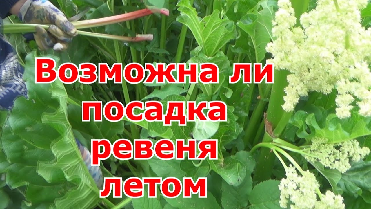 Посадка (пересадка) ревеня в открытый грунт. Какие условия выращивания ревеня для отличного урожая.