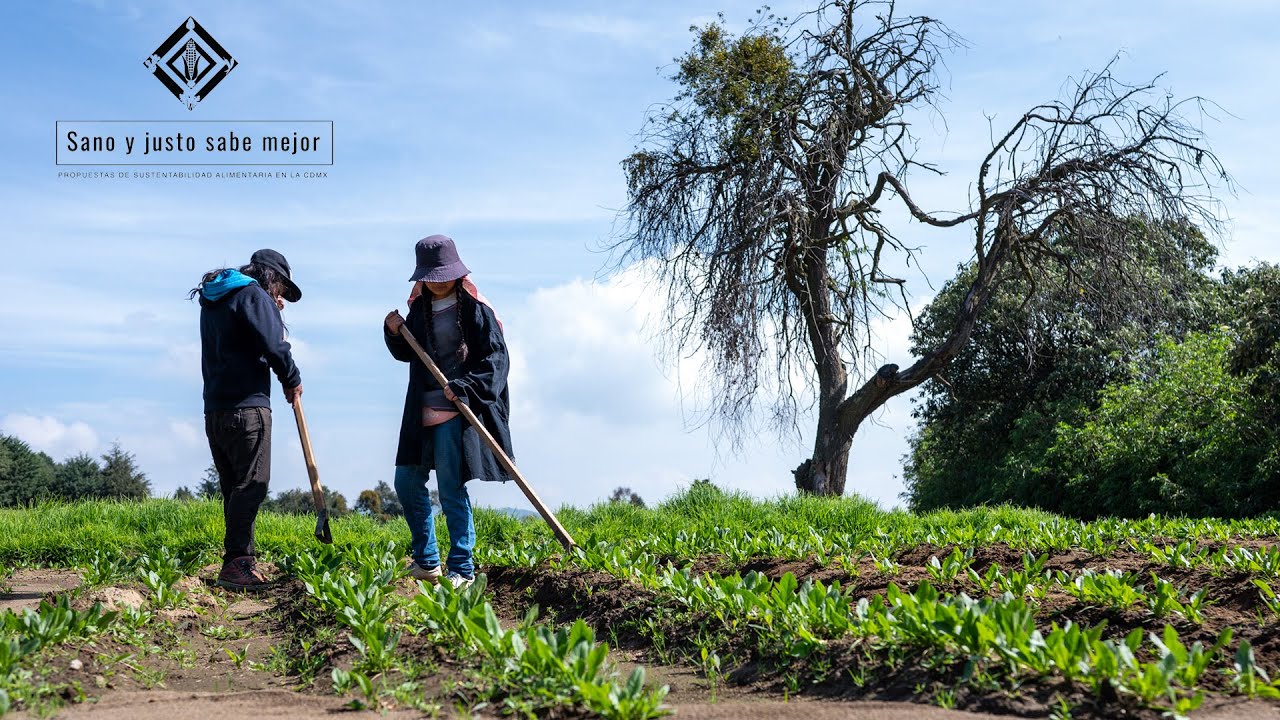 Sano y justo sabe mejor. Propuestas de sustentabilidad alimentaria en la Ciudad de México.