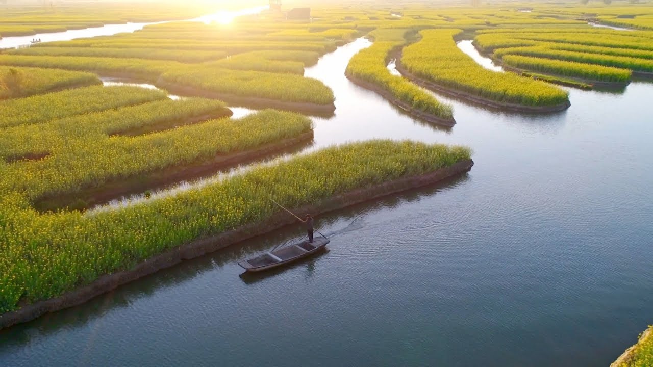 Rapeseed flowers form a beautiful 'golden sea' in China