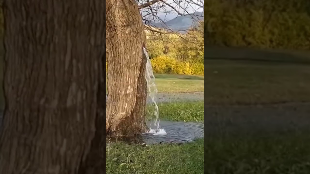 Magical Tree 