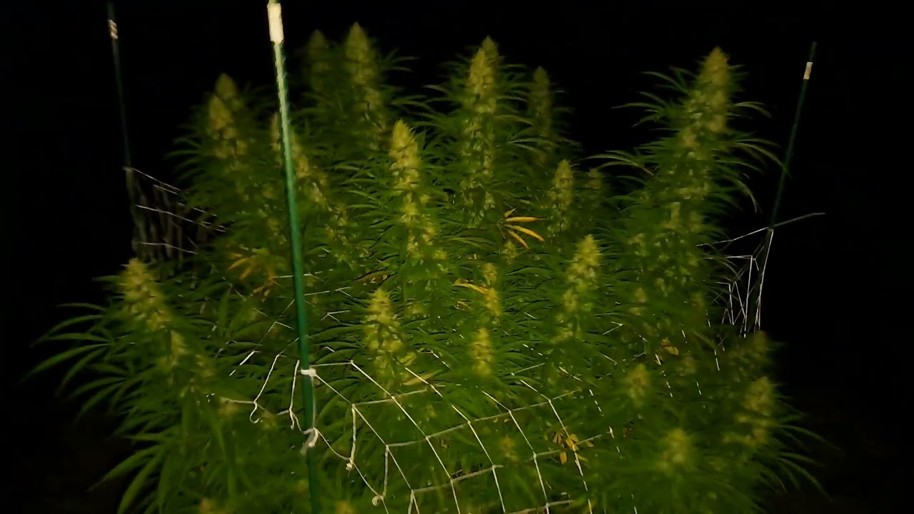 Outdoor Michigan Cannabis Grow Update 9-25-23 Night Time and After Harvest of #706