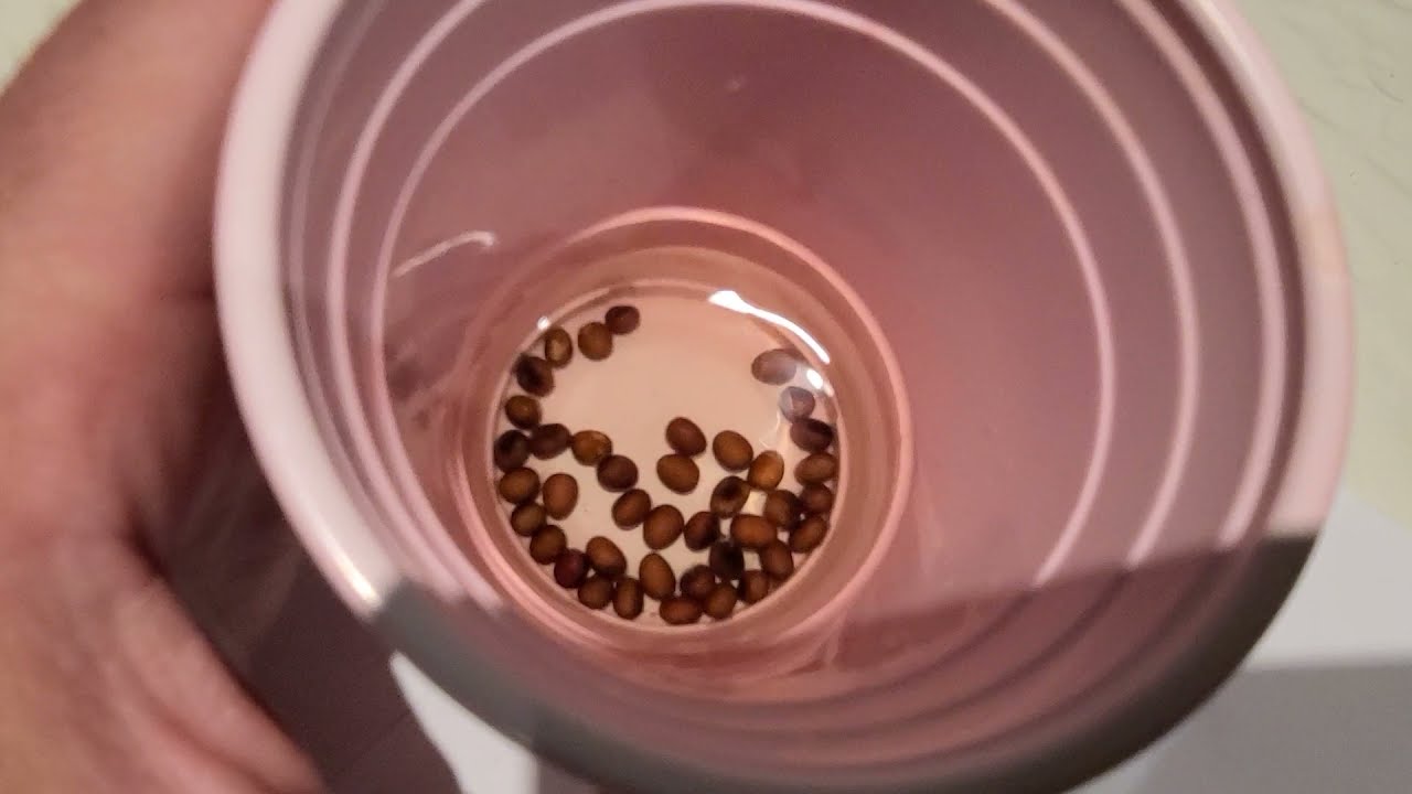 How to grow washingtonia robusta (Mexican Fan Palm) from seed