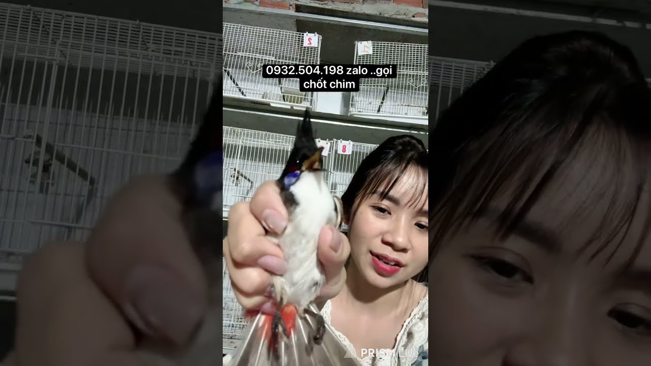 chào mào bẫy đấu khủng vip 🦅